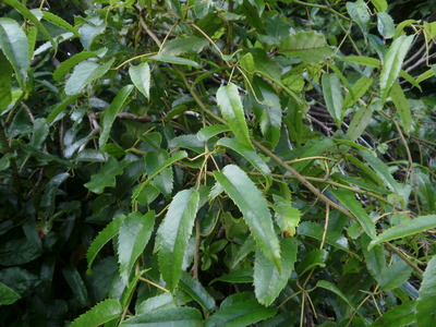 Rubus cissoides