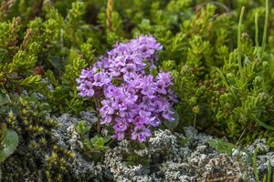 Mother of thyme