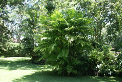 Chamaedorea tepejilote