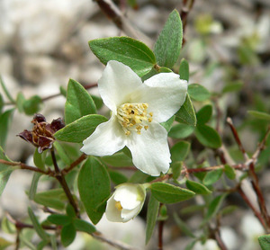 Littleleaf Mock Orange