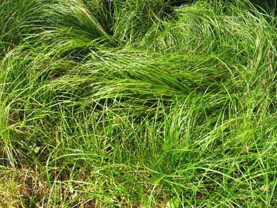 Carex pensylvanica