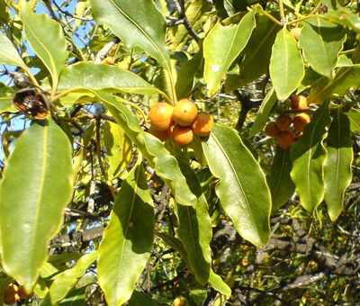 Pittosporum undulatum