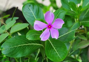 Madagascar Periwinkle