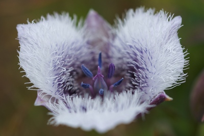 Calochortus tolmiei