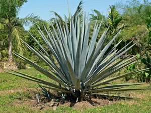 Blue Agave