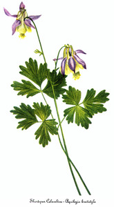 Smallflower columbine