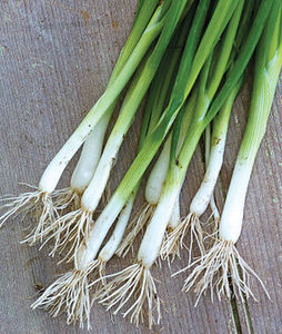 Organic Evergreen Longstanding Bunching Onion