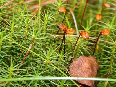 Polytrichum commune