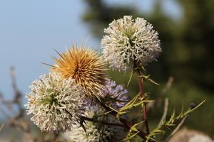 Echinops spinosissimus