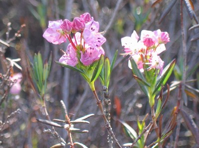 Kalmia polifolia