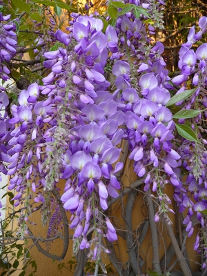 Wisteria sinensis