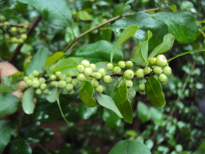 Commiphora wightii