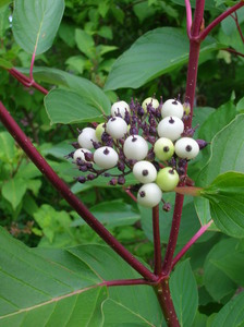 Cornus hemsleyi