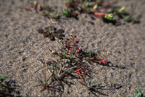 Shining Pepperweed