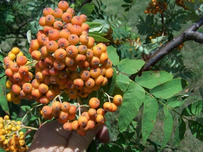 Sorbus americana