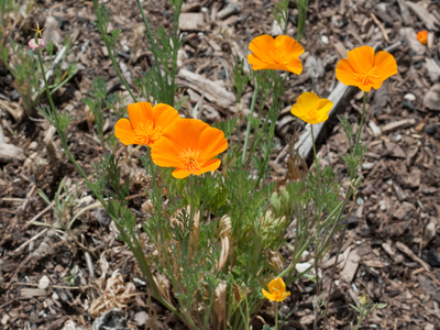 Eschscholzia californica