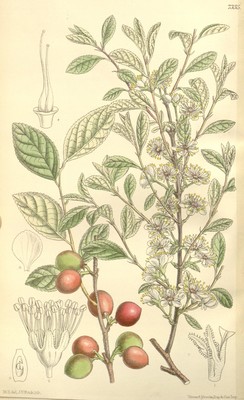 Bush cherry illustration from Biodiversity Heritage Library on Flickr