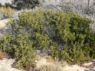 Arctostaphylos pungens