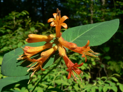 Lonicera ciliosa