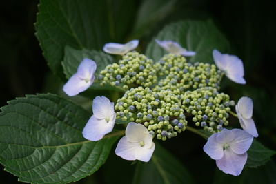 Hydrangea anomala