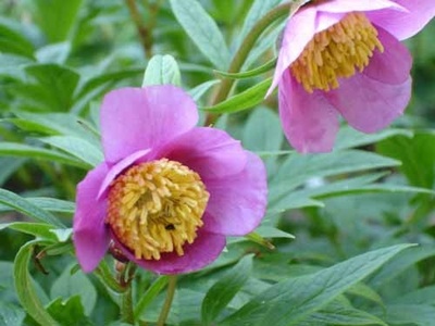 Paeonia veitchii