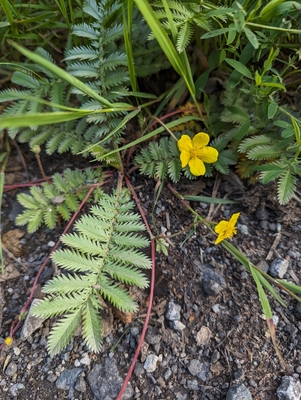 Argentina anserina in NW United Kingdom