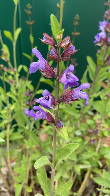 Drought-tolerant garden