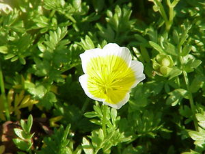 Poached Egg Plant