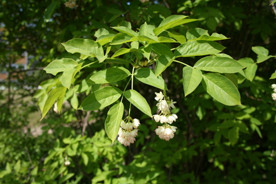 Staphylea pinnata