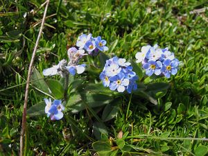 Alpine Forget-Me-Not