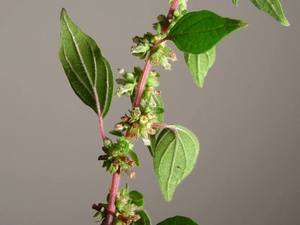 Pellitory Of The Wall