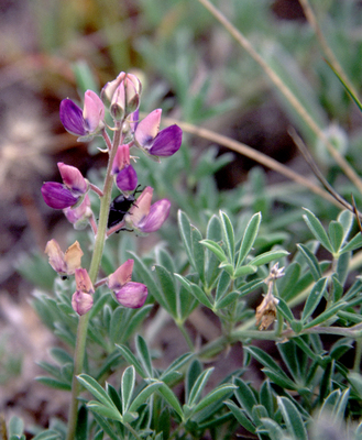 Lupinus littoralis