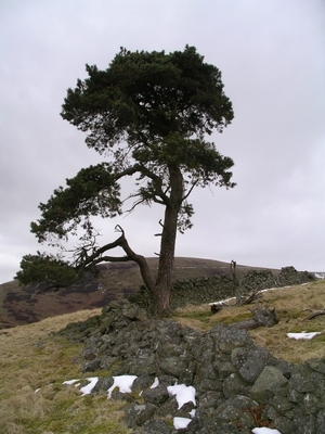 Pinus sylvestris