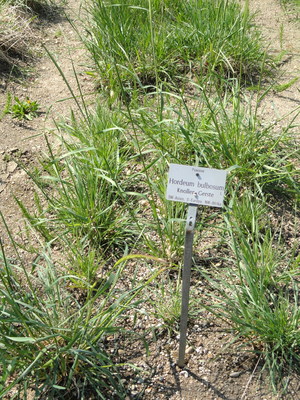 Hordeum bulbosum