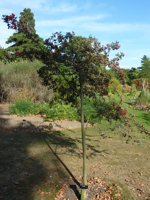 Crataegus laciniata