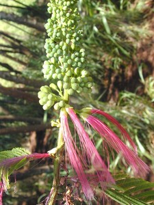 Red Calliandra