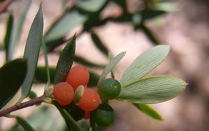 Monotoca elliptica