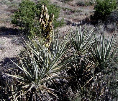 Yucca baccata