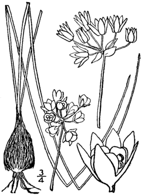Allium drummondii
