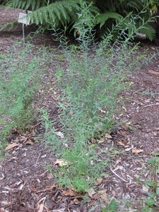 Native Flax