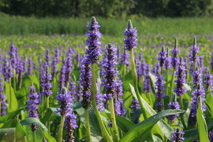 Pickerel Weed