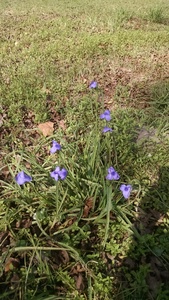 Blue Spiderwort