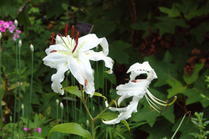 Oriental Lily