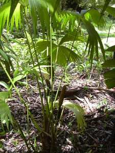 Panama Hat Plant