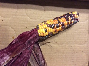 Seneca Red Stalker Corn Seeds