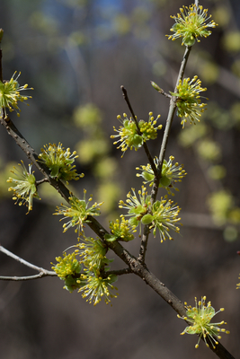 Forestiera acuminata