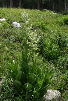 Veratrum californicum