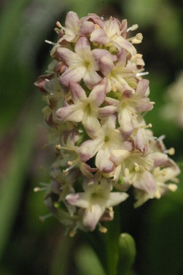 Valeriana celtica