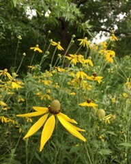 Grey-head coneflower