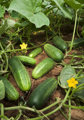 Cucumbers in the garden